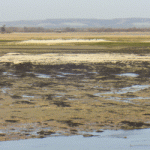 Pagham Harbour information